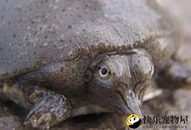 鼋的生存现状：濒危中的珍稀动物