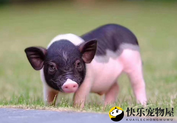 揭秘迷你香猪是否咬人，主人必看