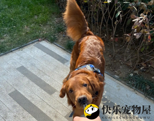 金毛眼色揭秘，本文为您揭晓答案