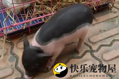 迷你香猪咬人真相，主人必知