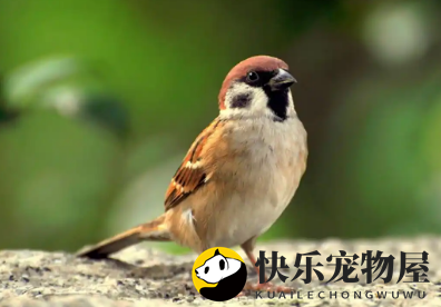 麻雀是保护动物么