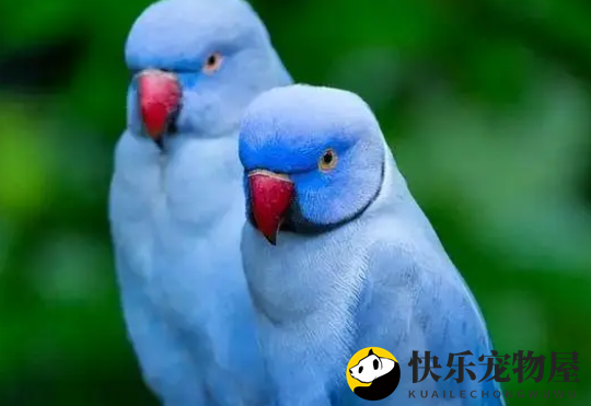 鹦鹉界的颜值担当—月轮鹦鹉