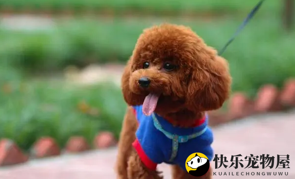 适合办公人士饲养的狗狗，有你喜欢的吗？