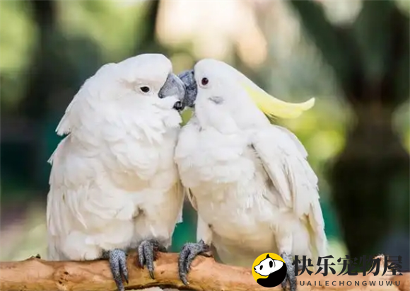 鹦鹉咬嘴求偶后产蛋时间