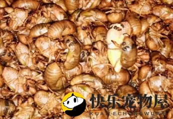 探究金蝉养殖亩产之谜