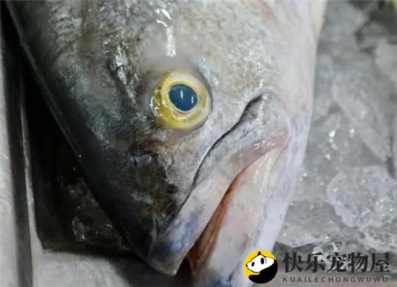 鳙鱼在池塘条件能否自然繁殖