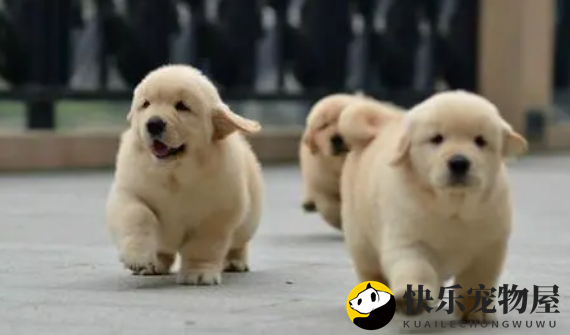 金毛幼犬价格有500元的吗？想养的人来get下吧