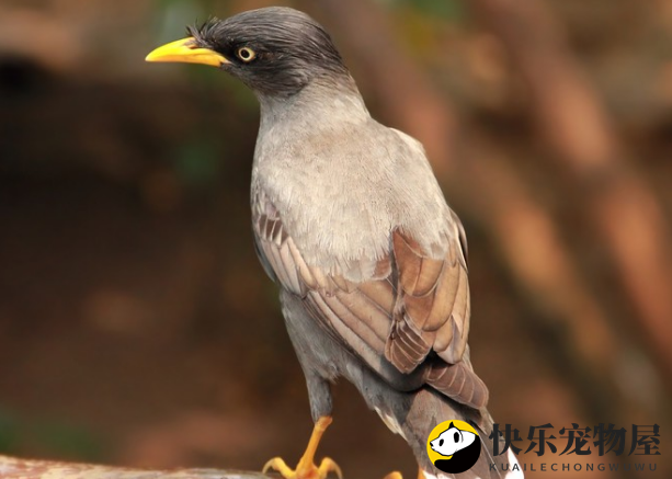 黑八哥鸟养护攻略，一探究竟