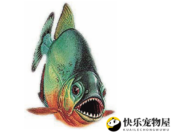 食人鱼真的会攻击人类吗？