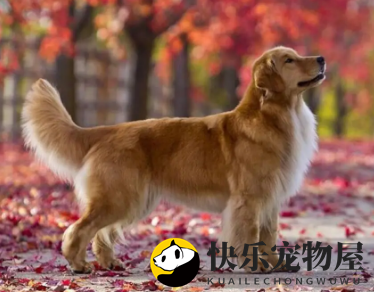 金毛幼犬可以吃梨吗，一文告诉你！