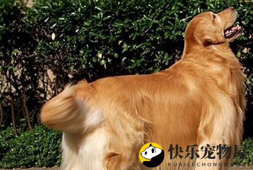 金毛掉毛比较严重该怎么办？来看看吧