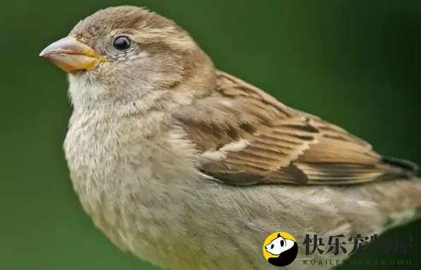 麻雀是否受保护