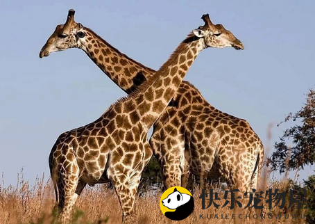 长颈鹿是如何交配的