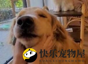 揭秘！陈乔恩的爱犬，竟是这一品种！
