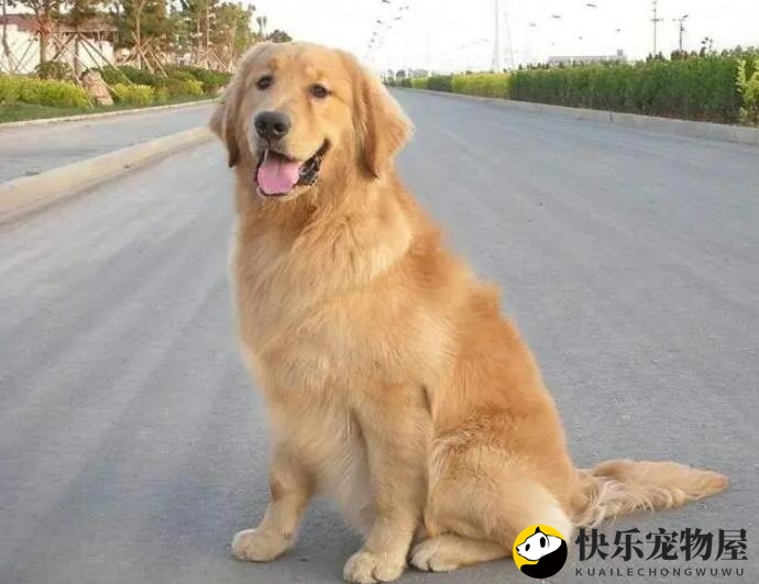 揭秘金毛幼犬的饮食规律！