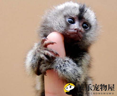 迷你猴—侏儒绒猴