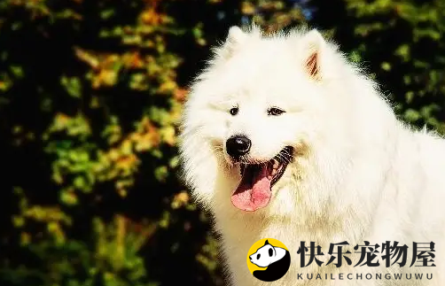 阿拉与萨摩耶意外诞下小奶狗，路人惊呼：萨拉嘿呦！