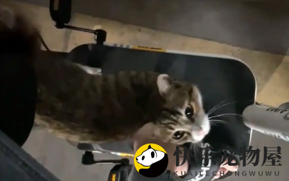 那只赖在车上不走，卖力讨好人类的流浪猫，终于把自己推销出去了