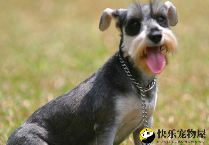 迷你雪纳瑞掉毛吗？春秋两季掉毛最严重