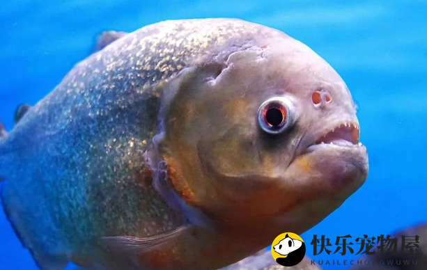 食人鱼的五大天敌