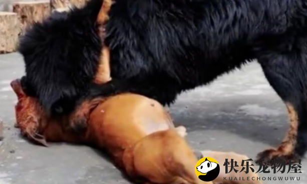 鬼獒的攻击性是藏獒的几十倍，遇上巨型比特犬谁能笑到最后？