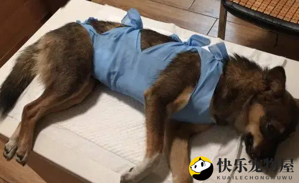 送爱犬去绝育，兽医却告状被狗咬了！宠主一看证据照笑喷了