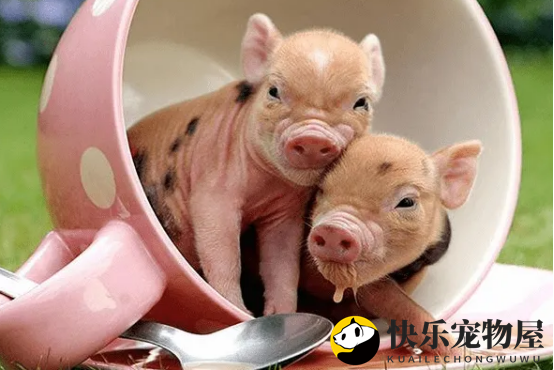 香猪喜欢吃啥食物？饲养前一定要了解