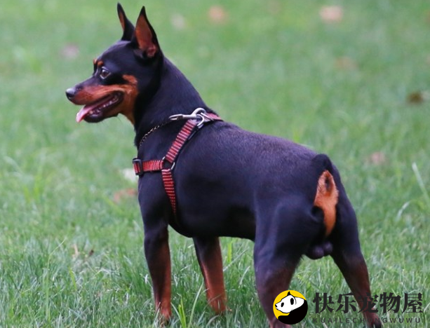 迷你杜宾犬怎么定点上厕所训练？宠主看过来