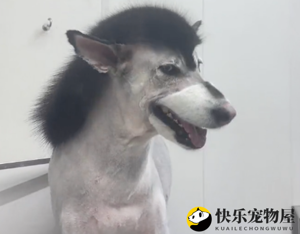 阿拉斯加剃毛变“驴”，它下午都在抱怨：我是云南的！