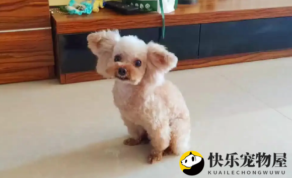 揭秘飞耳泰迪的诞生之谜