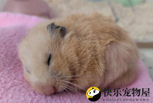 金丝熊饲养小知识