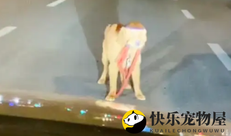 金毛走丢了，紧咬牵引绳在街头寻找主人，一脸焦急！