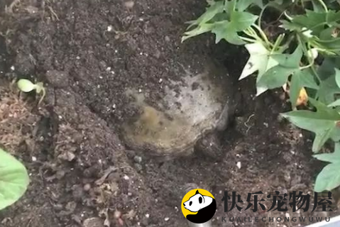 这龟从厨房爬出来找了很久都没找到，网友：快放回去这是要下蛋！ 