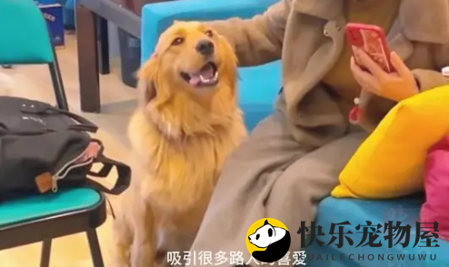 金毛犬躺在路中间奄奄一息，好心夫妻俩出手了！