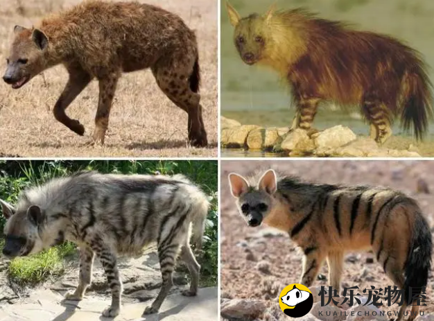 草原霸主之谜:鬣狗的独特捕猎传奇-快乐宠物屋