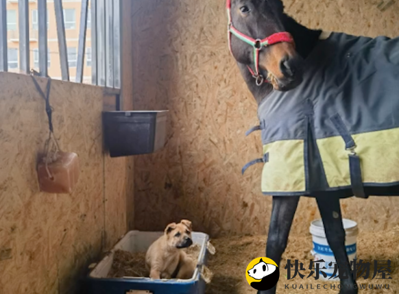 马从房间逃走了，狗狗发现后立马叫喊通知主人，避免了一场意外！