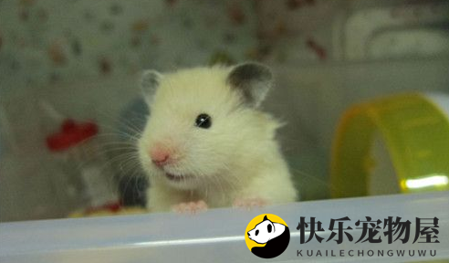 金丝熊养护全攻略？金丝熊饲养的禁忌都有哪些
