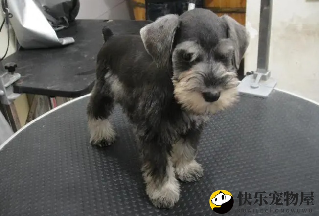 雪纳瑞幼犬身上有皮屑怎么办？雪纳瑞有皮屑是皮肤病吗？