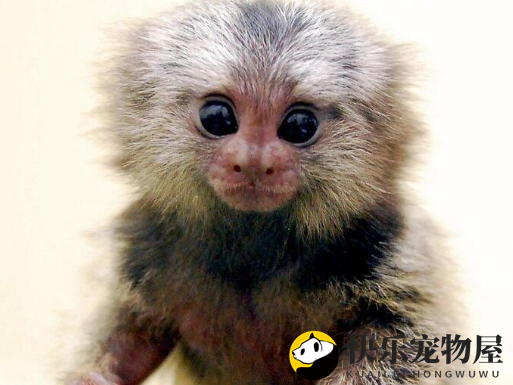 迷你猴—侏儒绒猴