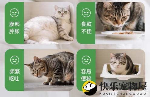 魔力猫盒 MollyBox化毛膏：顺畅排毛的健康卫士