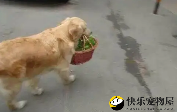 金毛得知怀孕的女主想抛弃它，为留下，金毛的行为让邻居为它撑腰