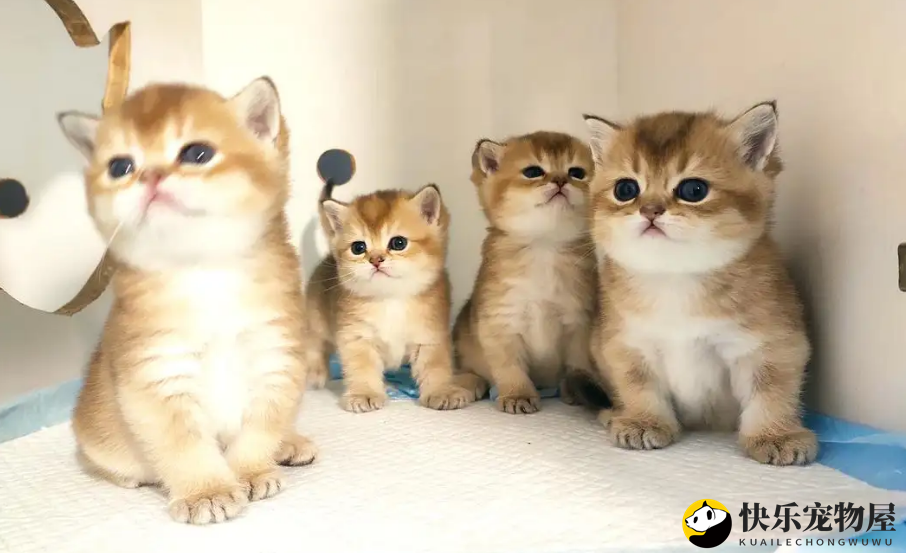 金渐层猫挑选指南，这些细节不能忽视！