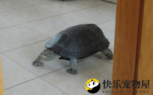 黄头庙龟拒食应对指南