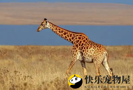 长颈鹿会反刍吗