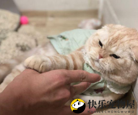 铲屎官弹猫咪脑瓜崩，三分钟后无条件认怂