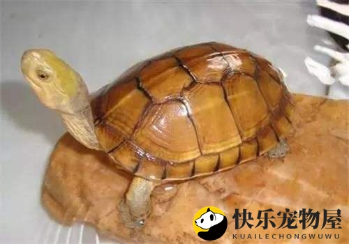 黄喉拟水龟的蔬菜食谱揭秘