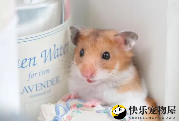 金丝熊与仓鼠的区别全揭秘：助您轻松分辨萌宠身份