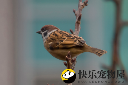 麻雀特征有哪些