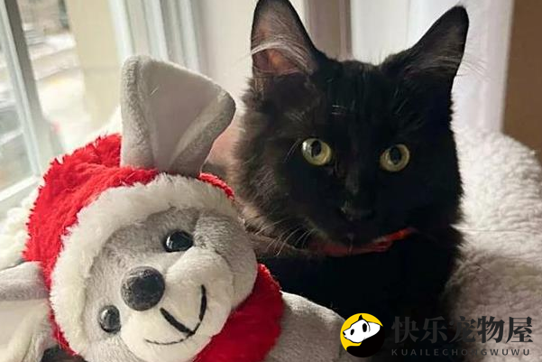 黑猫因病错失领养机会，却热衷交友