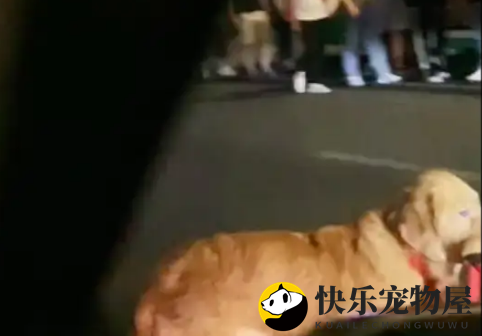 金毛走丢了，紧咬牵引绳在街头寻找主人，一脸焦急！